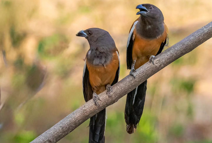 Most Beautiful Birds - Rufous Treepie