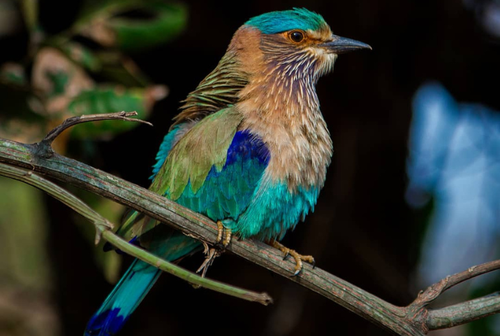 Most Beautiful Birds - Indian Roller